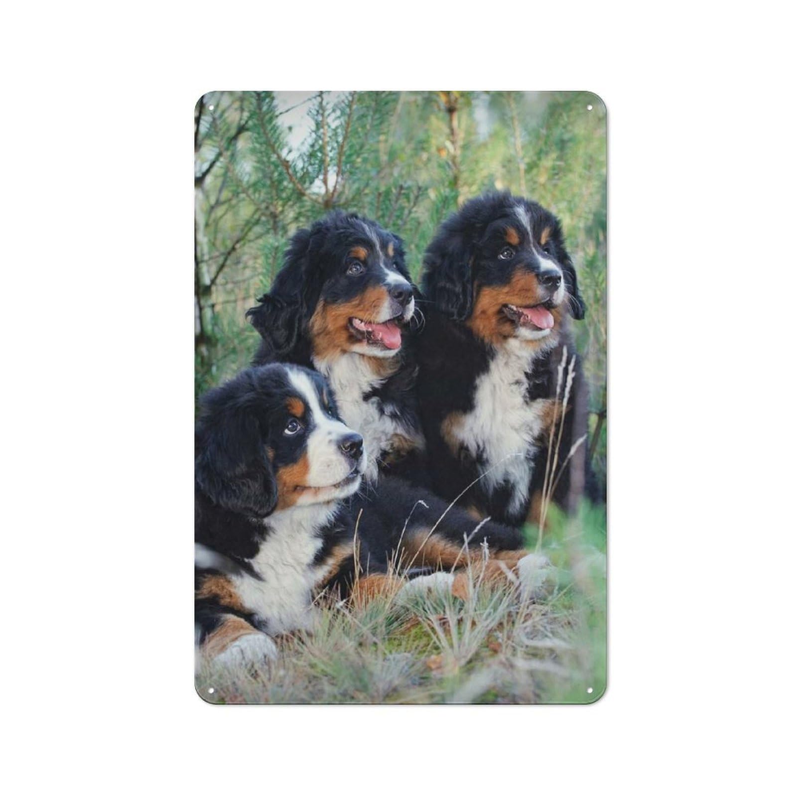 Bernese Puppies Retro Metal Sign 30x20cm for Garage Wall, for Home Interiors And Metal Sign Collectors