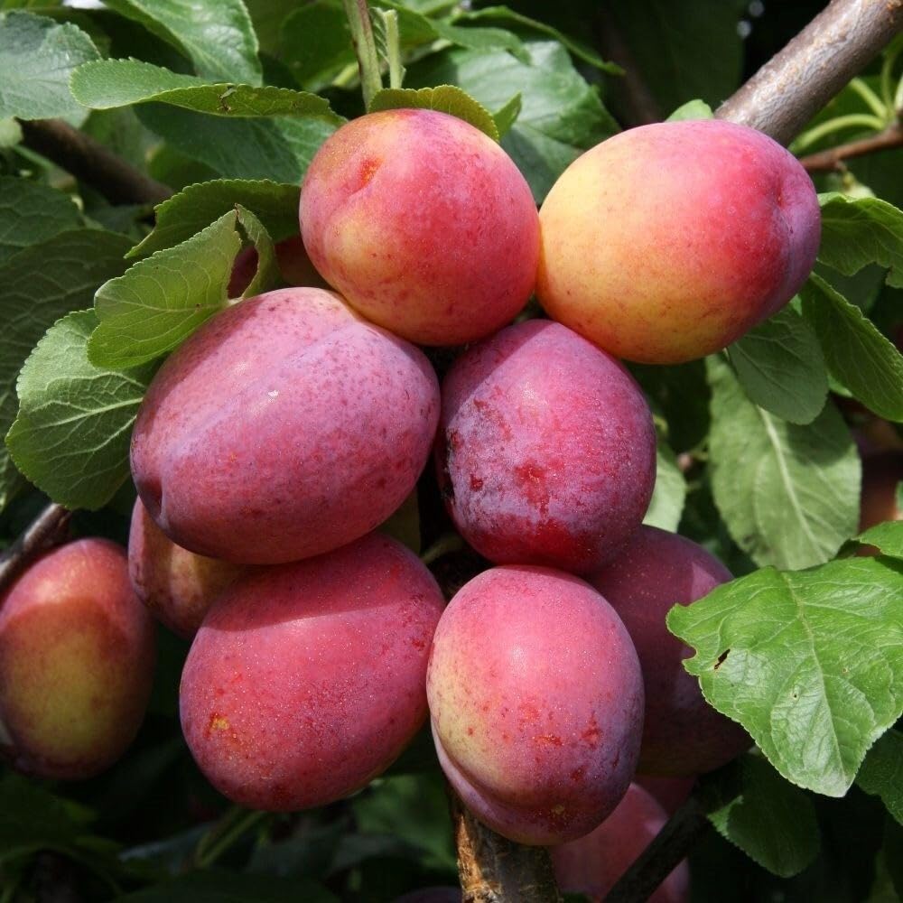 Plant Theory 1.8m - 2m Plum Victoria Fruiting Outdoor Fruit Tree 9L Pot SJA Rootstock