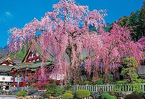 【ジグソーパズル】「久遠寺の朧桜」屏風画 81K1V+xIN6L._UF350,350_QL80_.jpg