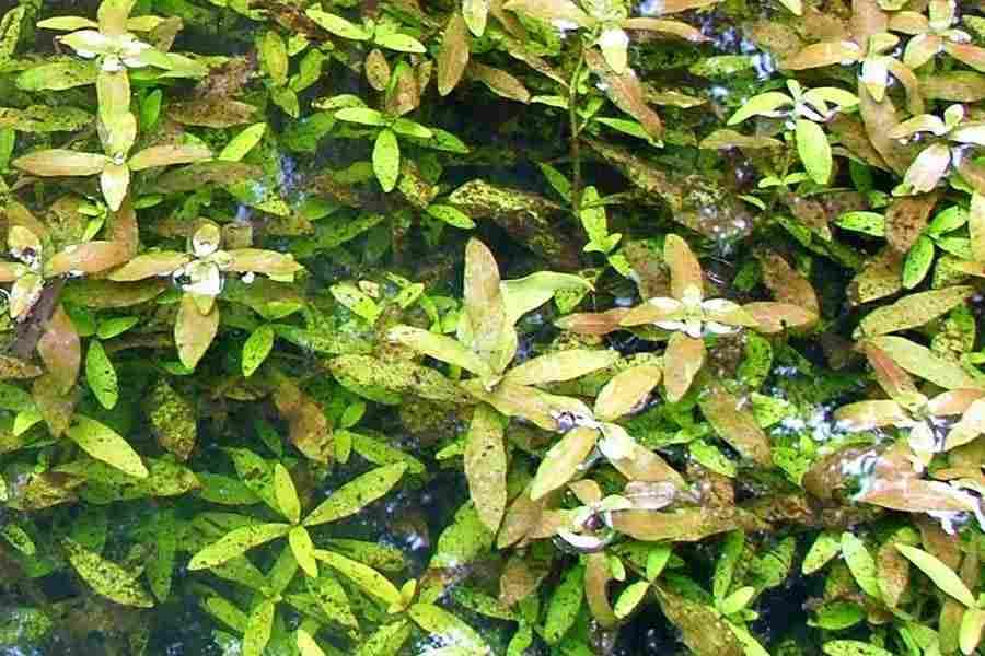 Temple Plant Premium Aquarium Water Plant Live Freshwater Stem Plant for Fish Tank (3 Healthy Live Plant)-picture-11