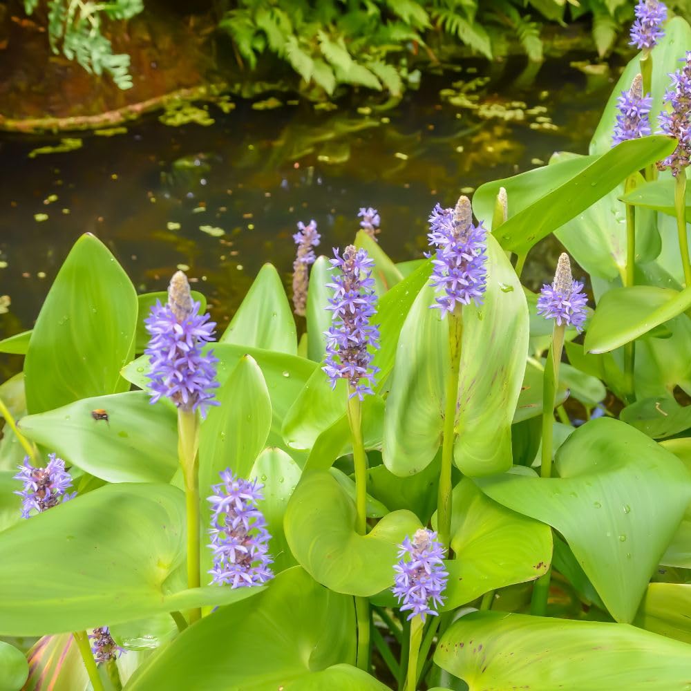 Pontederia cordata – Pickerel Weed Aquatic Marginal Pond Plant – Blue Flowering Perennial for Wildlife & Water Garden Interest – Easy to Grow – 9cm Pot x1 by Thompson & Morgan
