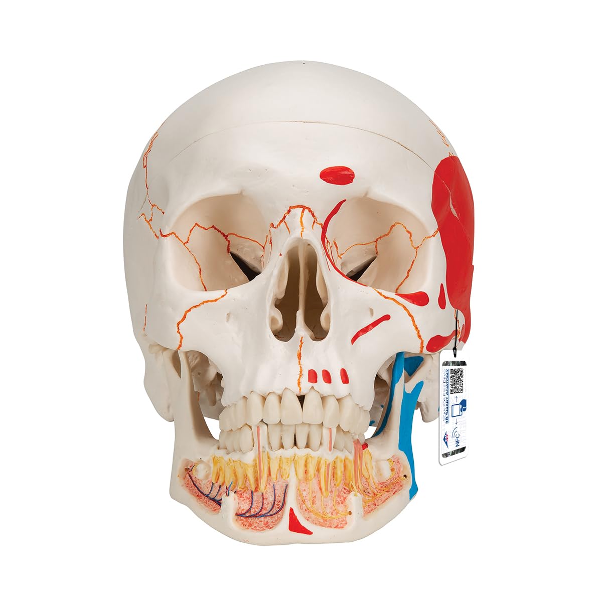 3B Scientific anatomia człowieka - klasyczny model ludzkiej czaszki z otwartą dolną szczęką, malowane, połączenia magnetyczne, 3 części darmowe oprogramowanie do anatomii - 3B Smart Anatomy