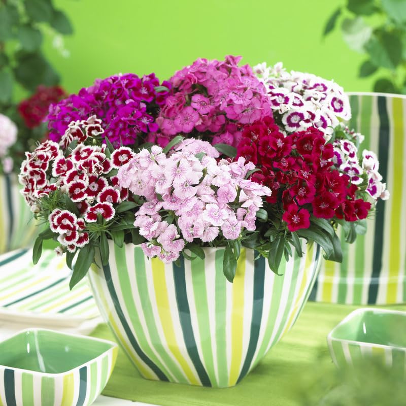 See full amazon price history chart for Growzid Dianthus Flower Seeds for Terrace Balcony Gardening Home Garden Plant Summer Flower Seeds for Planting Dianthus Chin. X Barbatus (Pack Of 50 Seeds) Growzid Dianthus Flower Seeds for Terrace Balcony Gardening Home Garden Plant Summer Flower Seeds for Planting Dianthus Chin. X Barbatus (Pack Of 50 Seeds) (B0CN4G4M6R) Amazon Price History, Amazon Price Tracker
