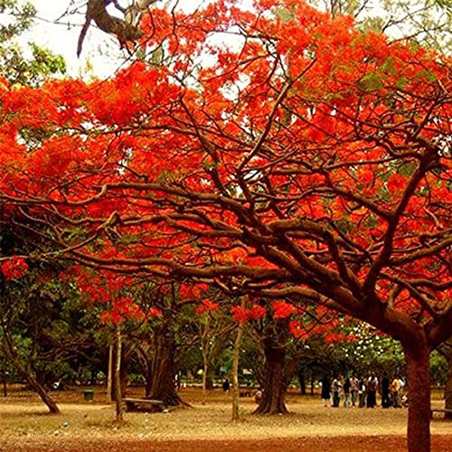 Gulmohar Tree, Red, Pack Of 1 (B09H4XJP6Z) Amazon Price History, Amazon Price Tracker