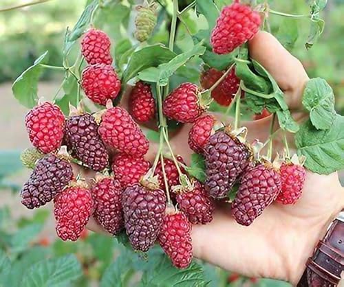 Rubus Tayberry Plant in 9cm Pot - Tasty Large Fruit for Home Growers (2 Plants)