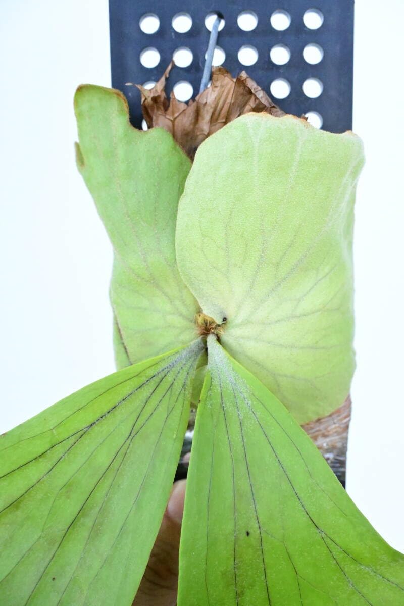 P.wallichii wild 大株② @bikamori.com ビカクシダ ワリチー