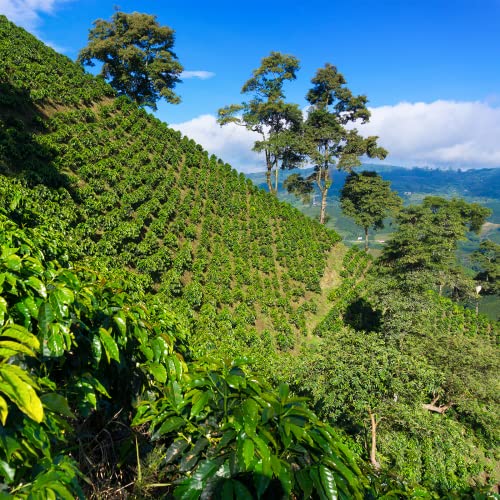 COLIBRÍ AZUL Cafe en Grano natural 1 Kg - Café De Especialidad Arabica Tueste Natural - Recién Tostado - Coffee Beans… - Imagen 8