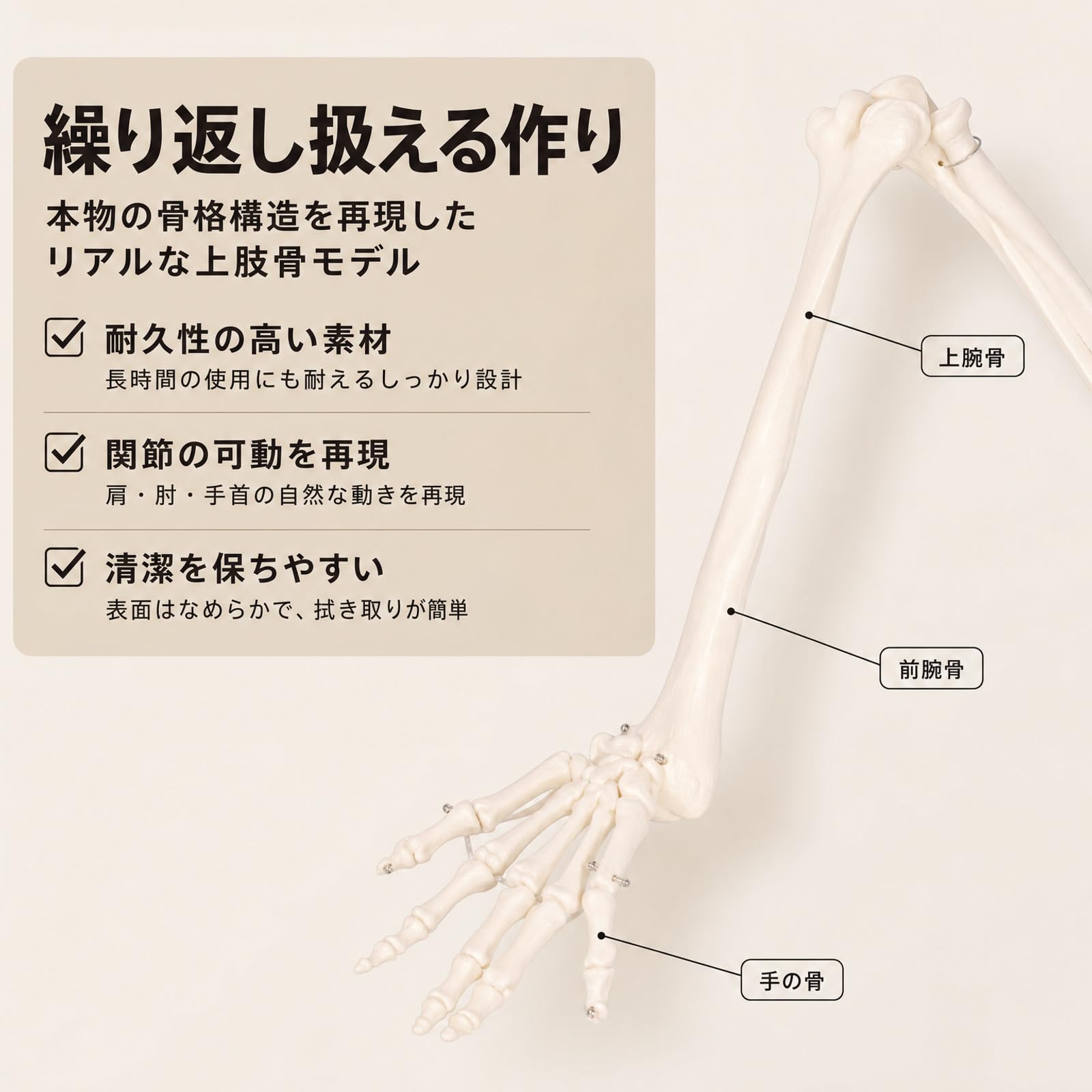 Amazon | モノライフ 人体模型 上肢骨 上腕骨 前腕 手首 手骨 模型
