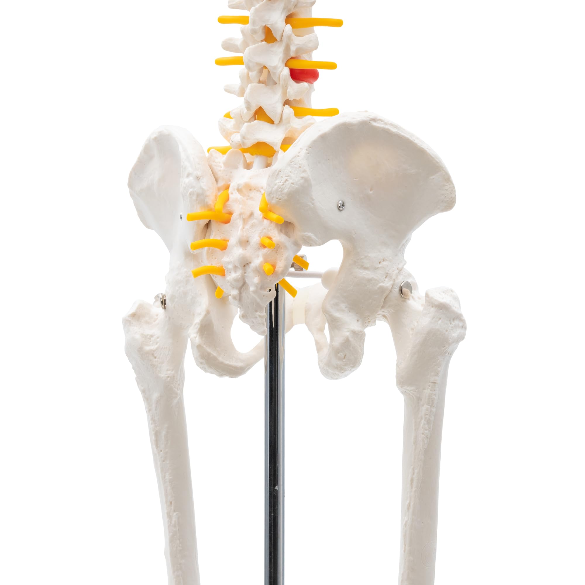 Cranstein A-130 Mini Skelett 85cm mit Spinalnerven | Kleines Skelett Anatomie Modell | für Studenten bzw Medizin Studium | als Geschenk