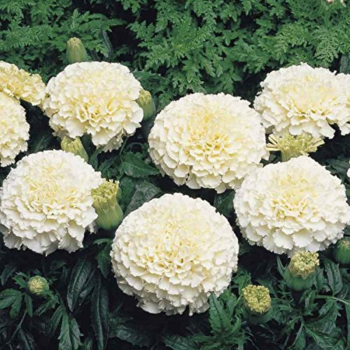 Creative Farmer Flower Seeds Marigold White Flower Seeds Decoration For Home Flower Seeds 20 Seeds Kitchen Garden Seeds Pack (B078R5VTQ8) Amazon Price History, Amazon Price Tracker