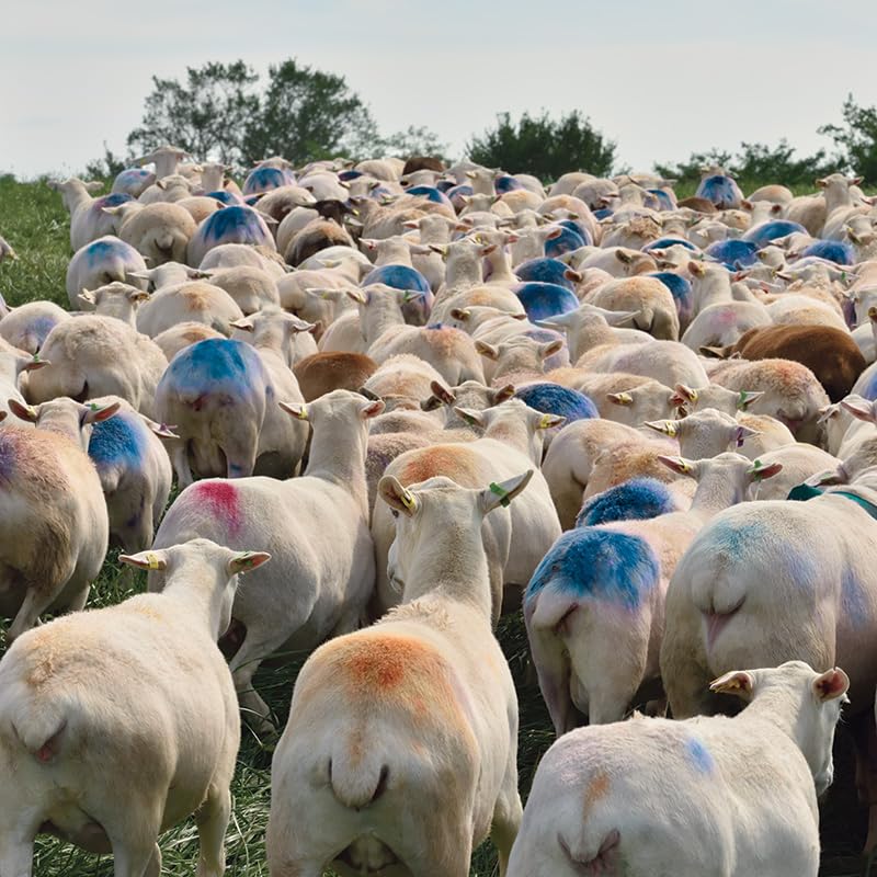 Miniatura 7 de Premier EZ-Mark - Crayones para arnés de marcado de ovejas y cabras (azul crayón)