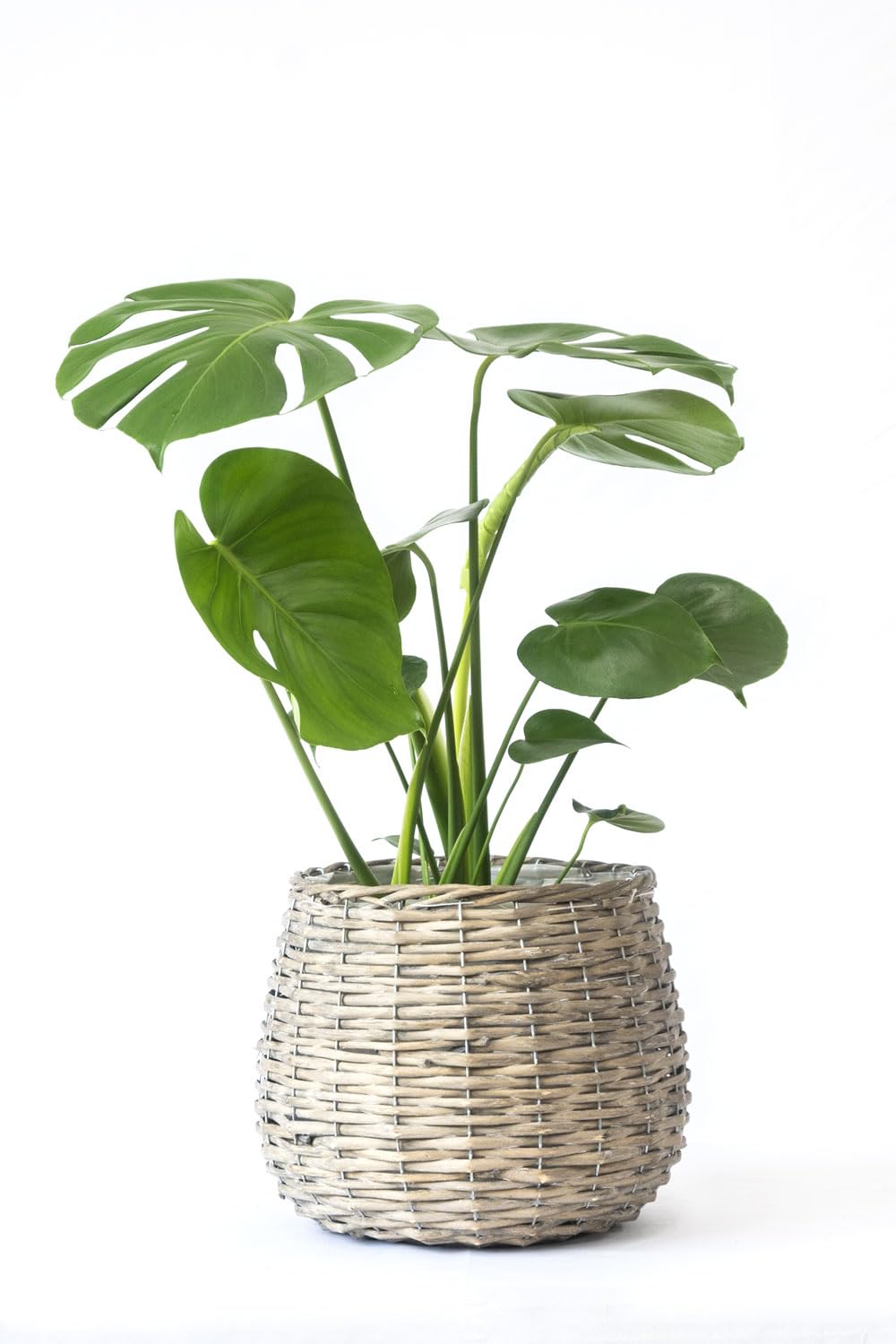 Amazon｜観葉植物 本物 モンステラ 6号 選べる鉢カバー付き (ボール 