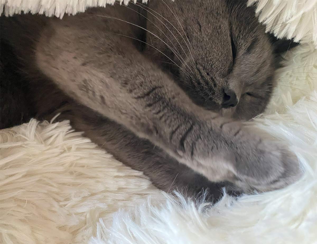 Acogedora Cama De Invierno Para Mascotas, Gatos Y Perros | Envío Gratis