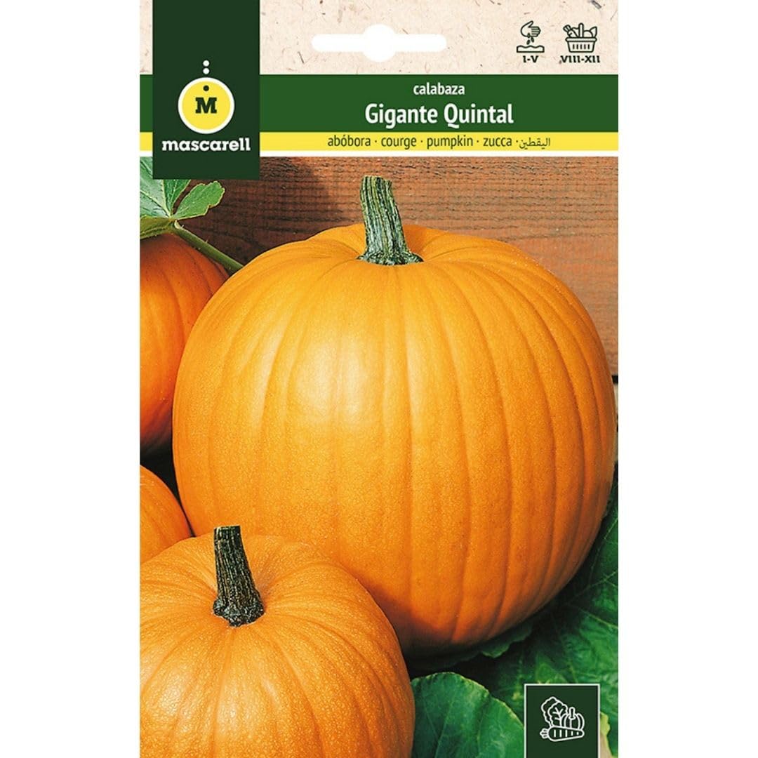Mascarell Semillas, CALABAZA, Semillas Huerto, CALABAZA GIGANTE QUINTAL, Crea tu Propio Huerto Urbano y Cultivo en Casa, Plantas Hortícolas, 3 Gramos