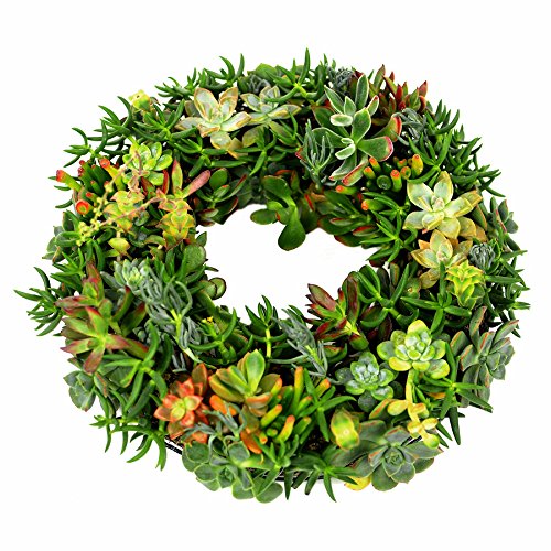 Mosser Lee KEW20B Sphagnum Moss Living Wreath, 20 in - Thumbnail 7