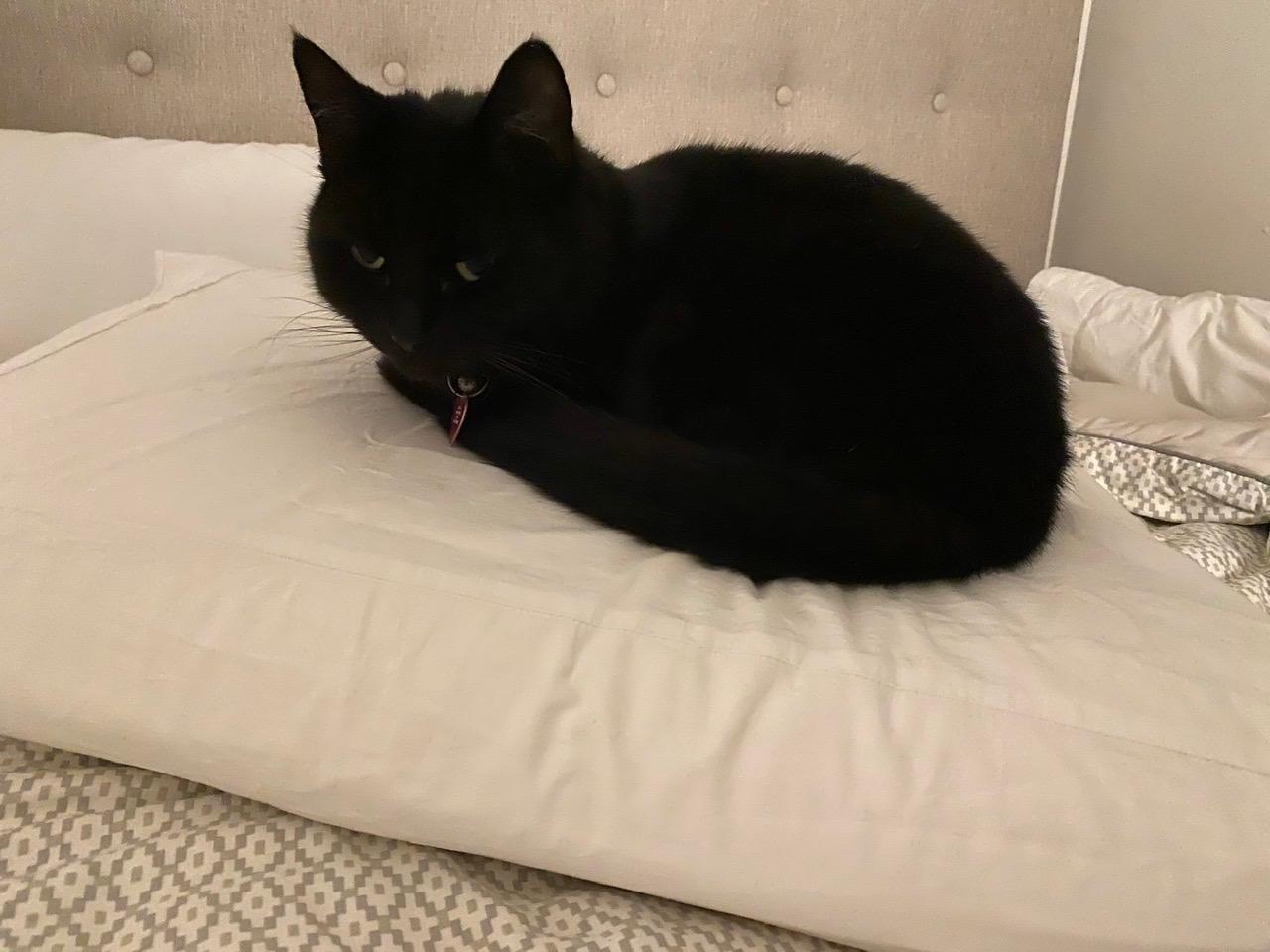 Dunlopillo Classic 2 Pack Genuine Luxurious Talalay Latex Medium