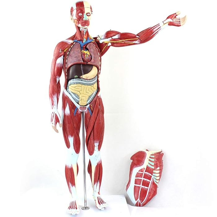 Buy Human Muscle Model 78cm Height 27Part Includes Internal Organs