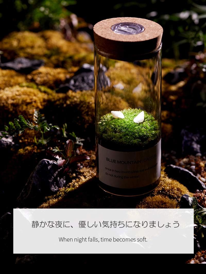 贈答 グラストモスｓ 苔テラリウム コケ栽培セット 聖新陶芸 観葉植物 ガーデニング インテリア雑貨 プレゼント ギフト Mhurecc Gov Jm