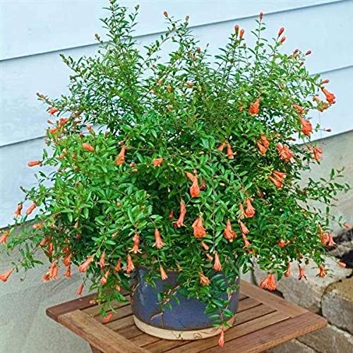 Mphmi Plantslive Ornamental Pomegranate Plant (B09NBGF5BX) Amazon Price History, Amazon Price Tracker