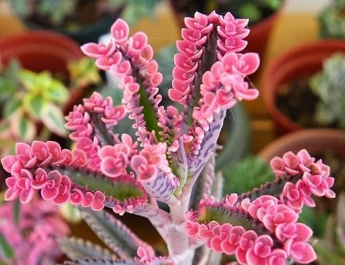 Miniatura 6 de Planta Kalanchoe de mariposa rosa madre de miles de suculentas abigarradas en macetas de 4 pulgadas adornos de plantación de macetas para jardín