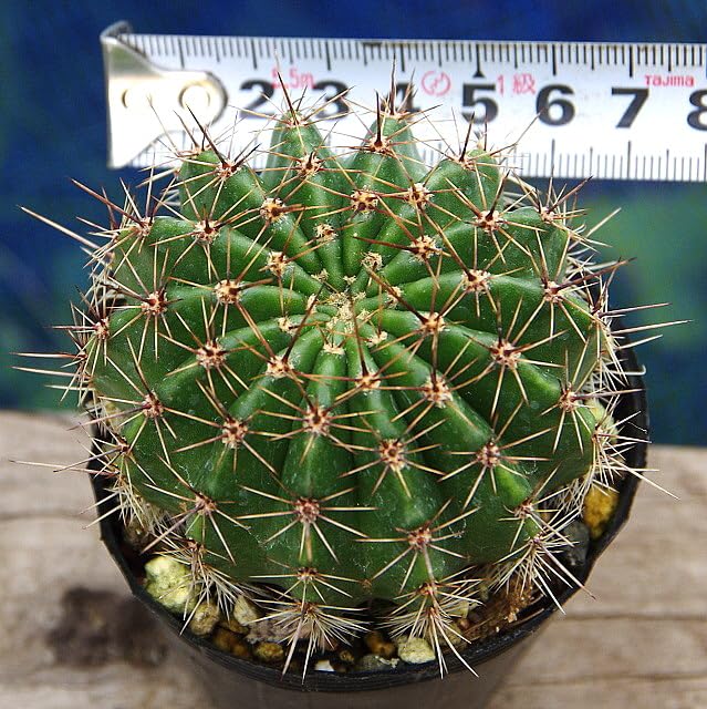 Amazon.co.jp: 花サボテン翔白丸（しょうはくまる） 7.5cm