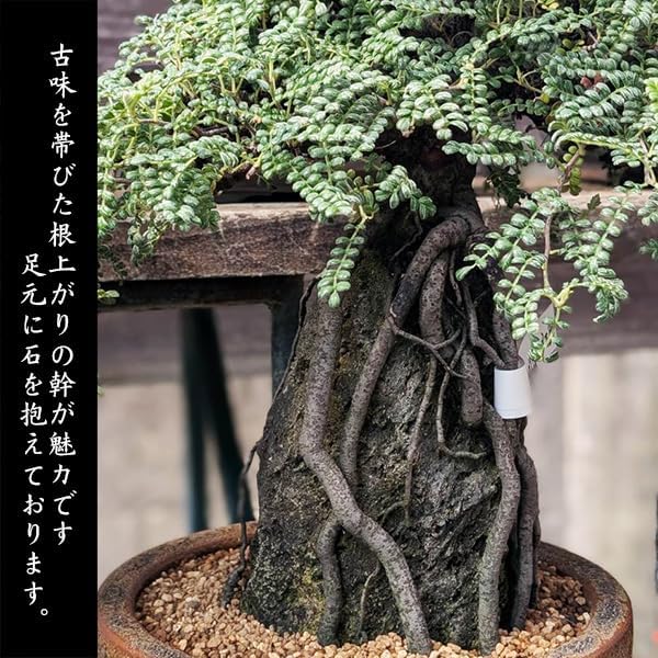 遊恵盆栽 盆栽：磯山椒(いそざんしょう) 根上がり 石付き（モダン鉢