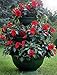 Sana Enterprises Three Tier Plant Stand, Progressively Sized Planters or Flower Pots, Green