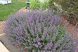 Greenwood Nursery: Live Perennial Plants - 'Walkers Low' Catmint + Nepeta × Faassenii - [Qty: 2X Pint Pots] - (Click for Other Available Plants/Quantities)