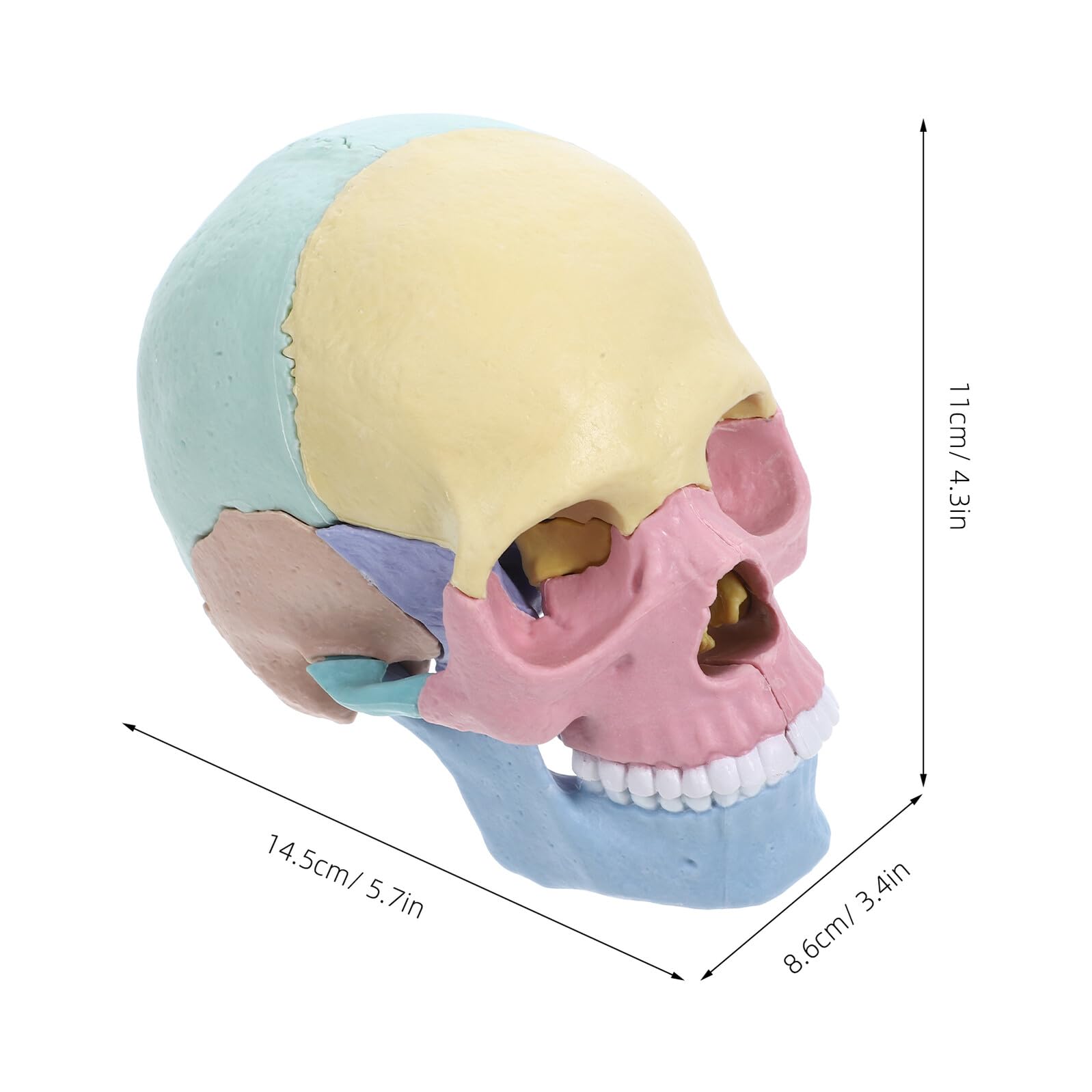 Modelo de Cráneo Pequeño 4d Desmontable para Stem Decoracion Colegio