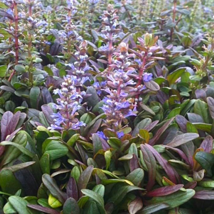 Ajuga reptans "Mini Mahogany" The Wild Bugle Plant 2lt Garden Ready Plant