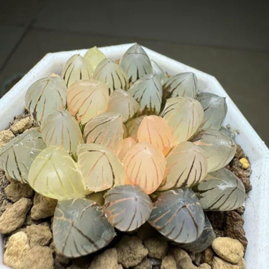 Amazon.co.jp: 多肉植物 ハオルチア OMブラックオブツーサ錦 ノリ斑
