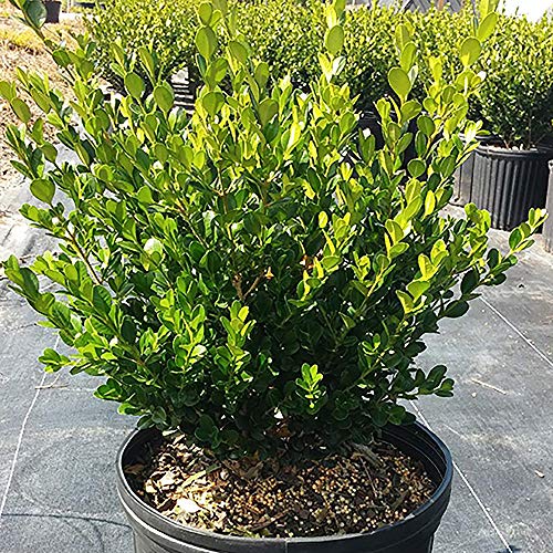 Shrub Wintergreen Boxwood 2.5 Qt, 1 Gallon, Green Foliage #TOP3