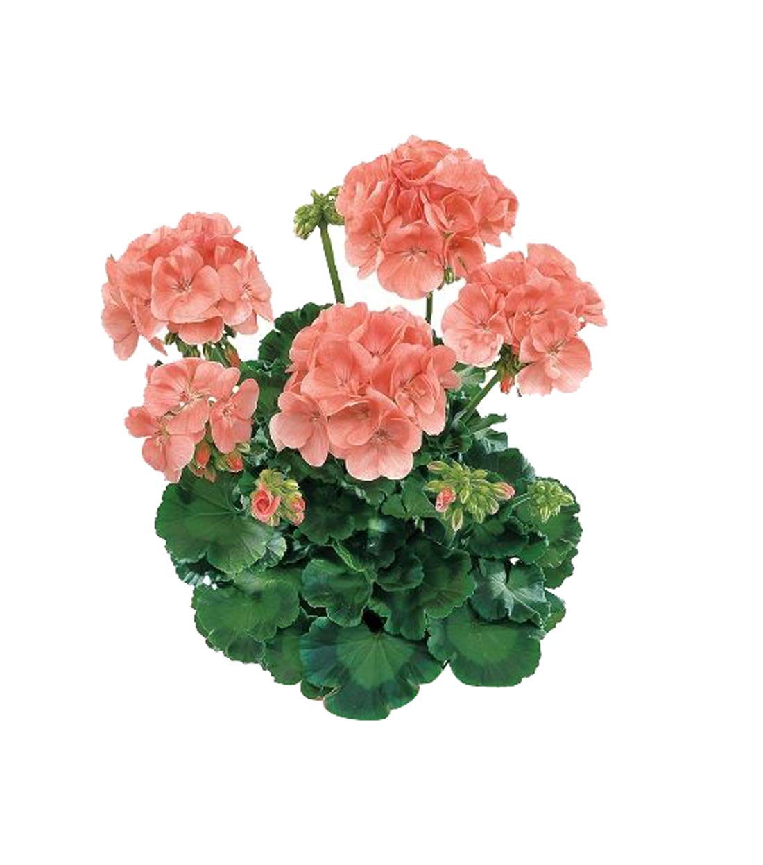 Nema Japanese Rosebud Pelargonium Geranium Flower Seeds-Peach-100Pcs (B07SH4QFDZ) Amazon Price History, Amazon Price Tracker