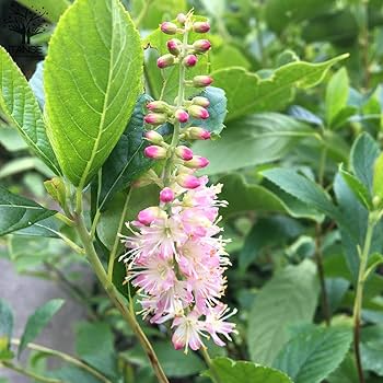 Amazon.co.jp: アメリカリョウブ ピンクスパイヤー【品種で選べる花木