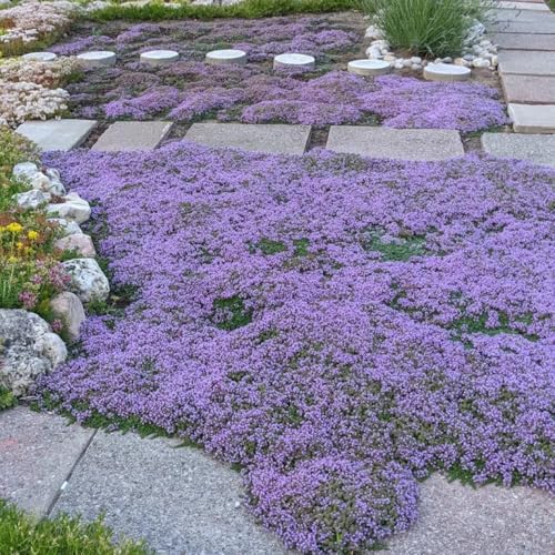semillas de tomillo rastrero - tomillo de arena - jardín de interior cubierta perenne resistente de medicinales, 300pcs