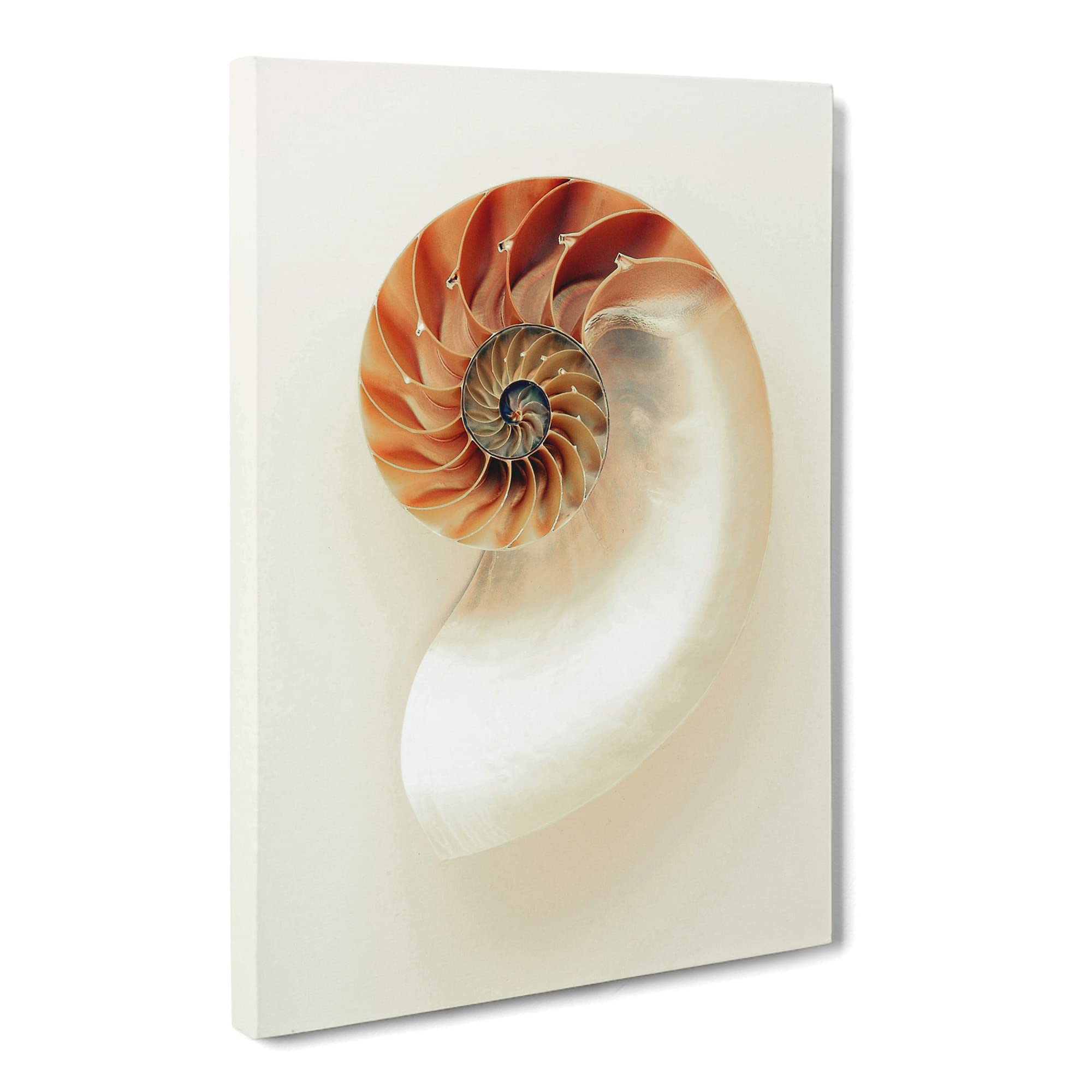 Mother Of Pearl Shell Canvas Print, Mixed, 25L x 50W cm