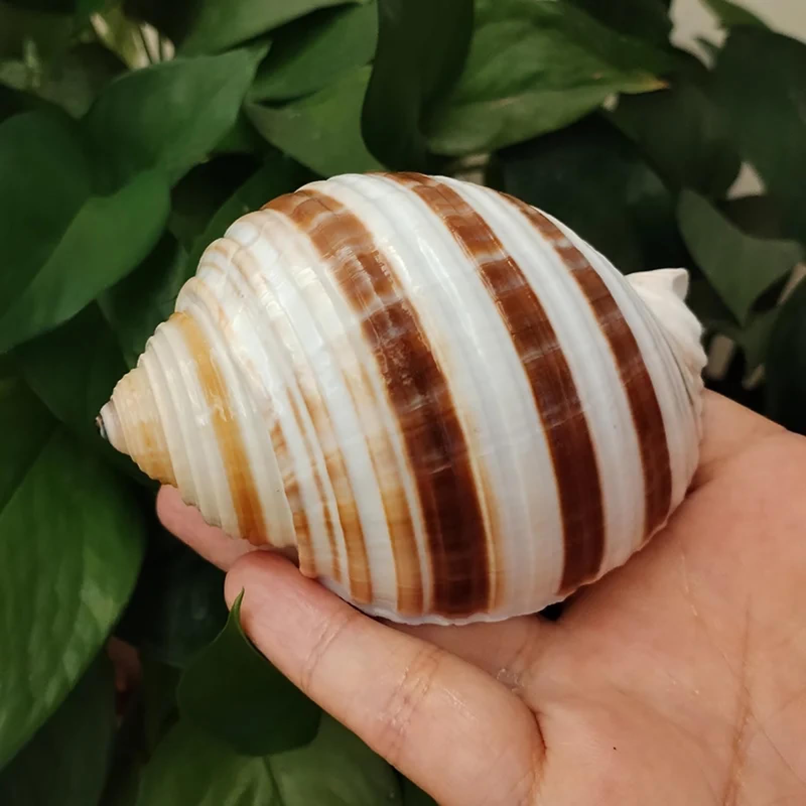 Conchiglie per decorazione, 1 pezzo, 9-10 cm, a righe naturali, conchiglie Harpa, conchiglie autentiche, decorazioni per acquari paesaggistici, decorazioni nautiche per la casa