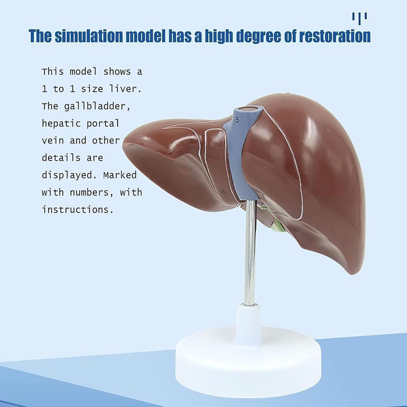 Modello di anatomia del fegato umano - Strumento didattico dettagliato per la patologia del pancreas e la dissezione del fegato per educazione medica, studenti e professionisti