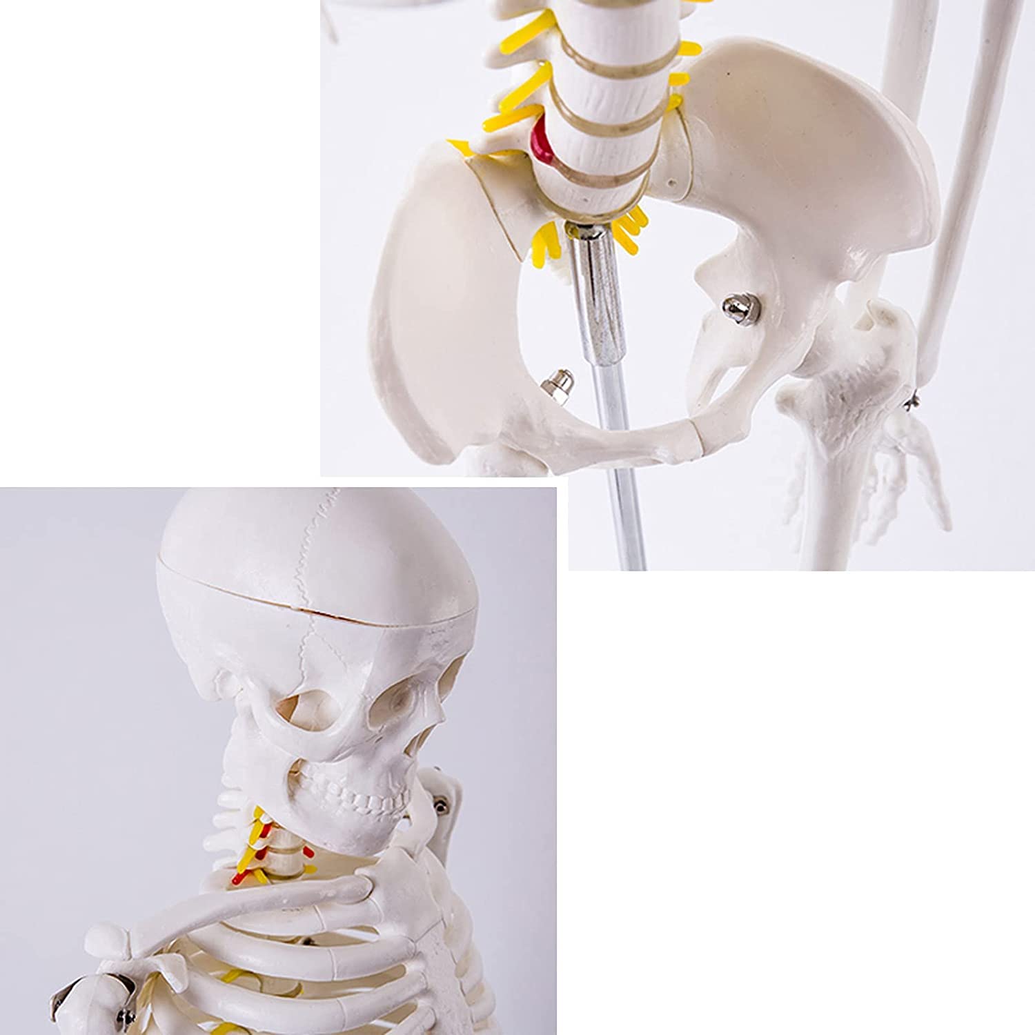 Model ludzkiego szkieletu o długości 85 cm do nauczania anatomii — zdejmowany szkielet z PCV z czaszką, kręgosłupem i ruchomymi stawami