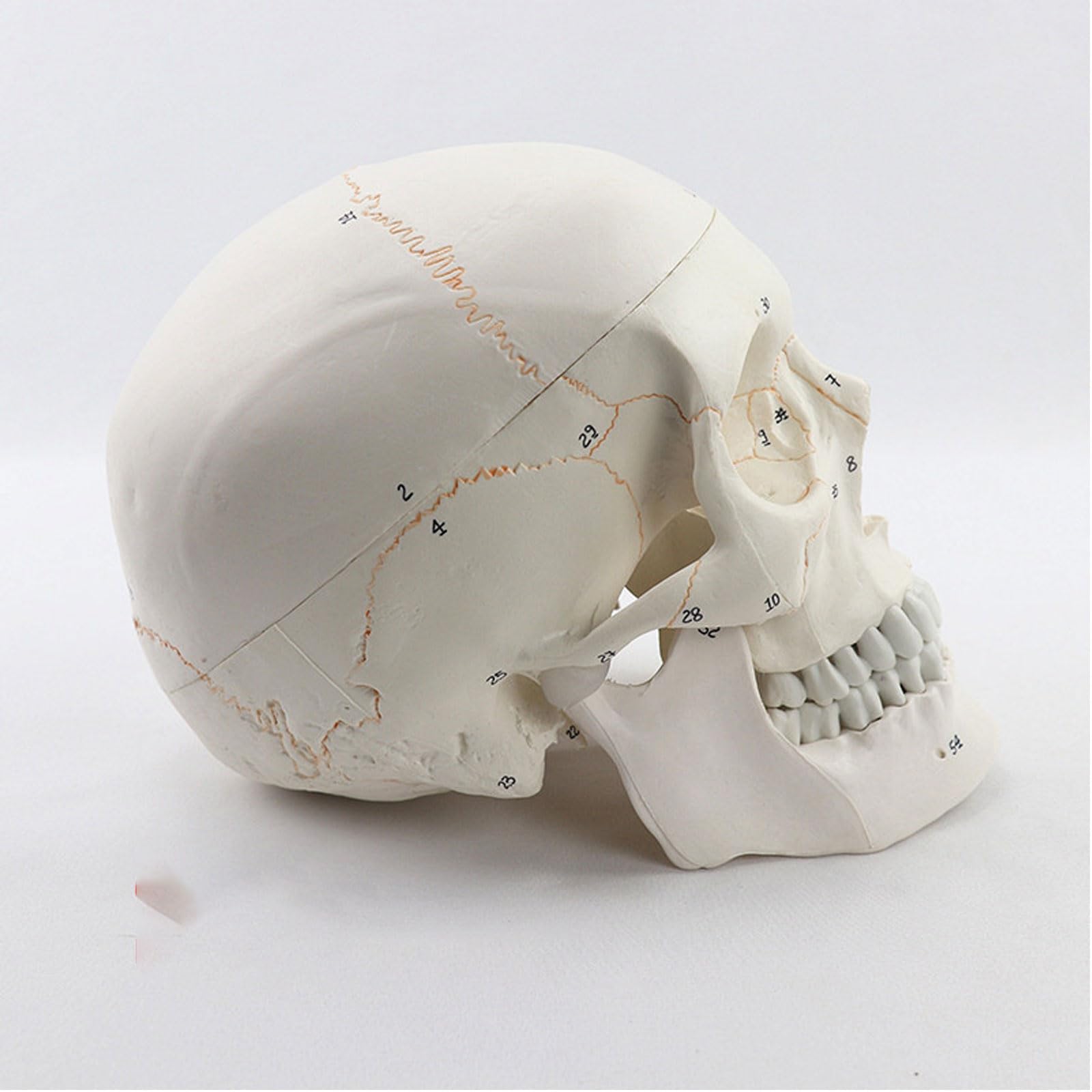 Medyczny Model Anatomiczny Czaszki Model Anatomiczny Człowieka Anatomia Model Głowy Szkieletu Materiały Do Nauki Narzędzie Do Nauczania Stomatologii