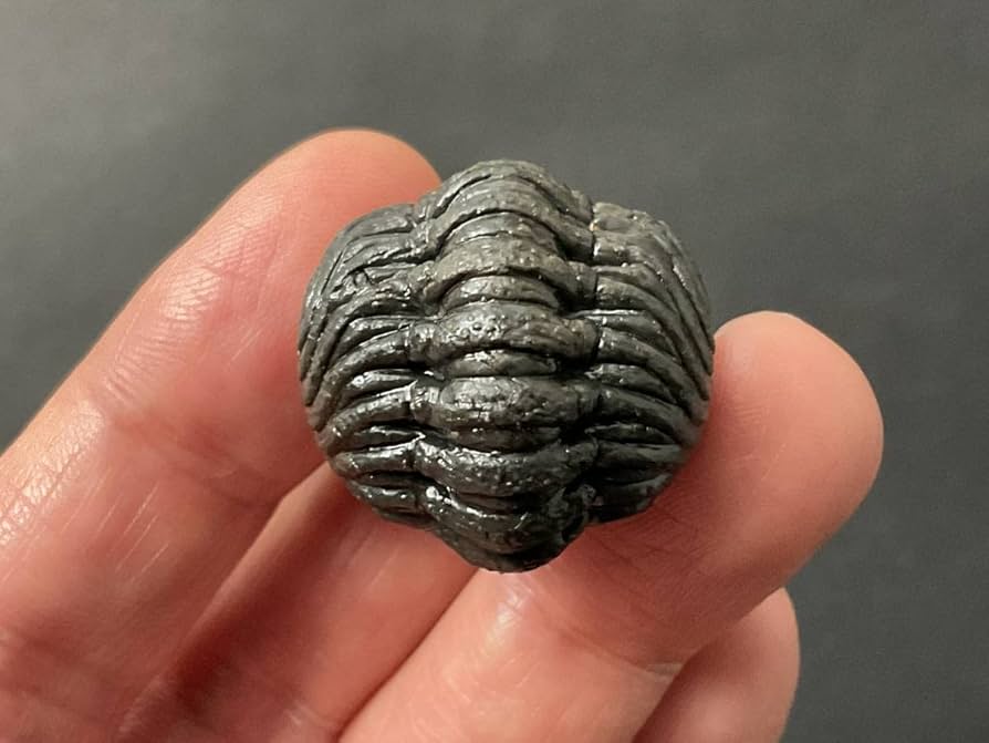 ファコプスの化石 [PH60] エンロール 三葉虫 防御態勢 防御姿勢 エンロール（防御）姿勢を取ったパックマン！モロッコ産の三葉虫