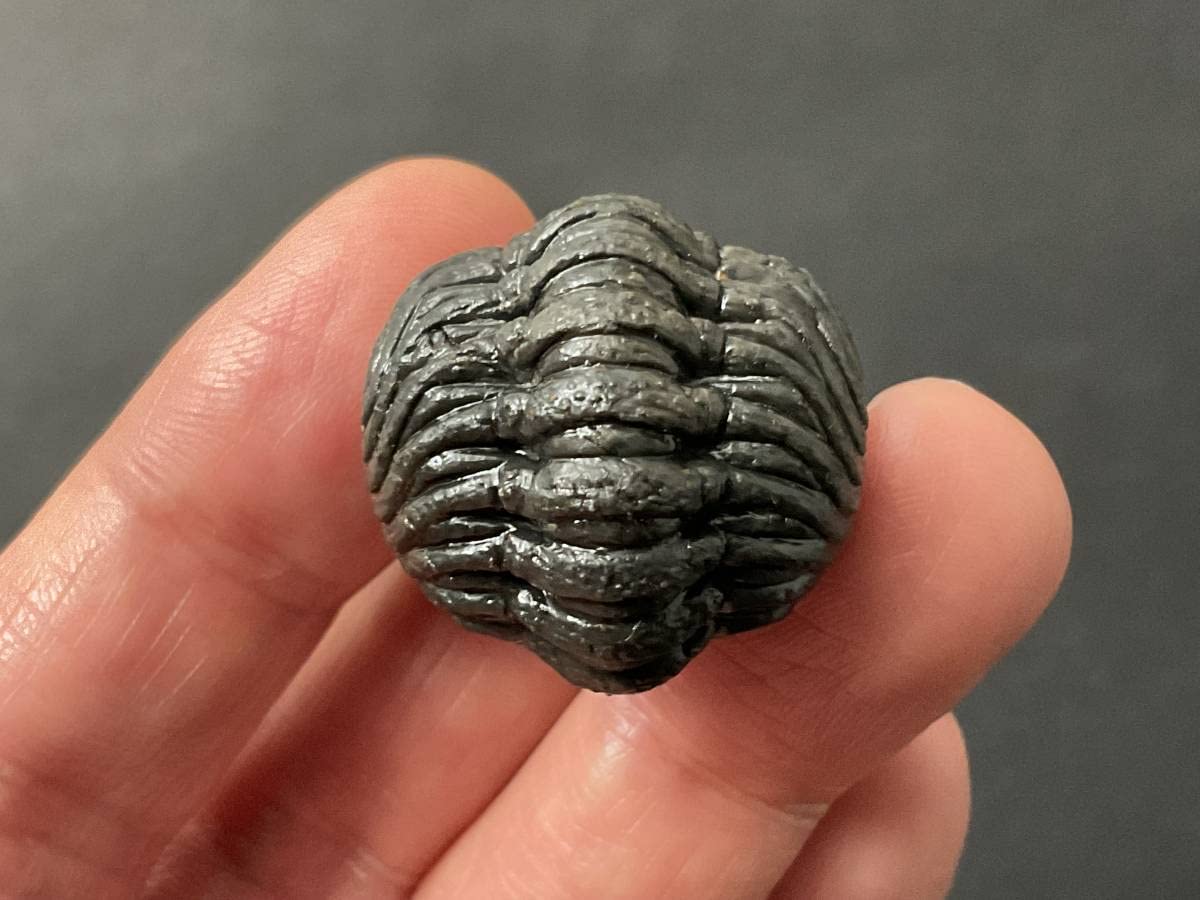 Amazon | 三葉虫ファコプス化石[PH67]エンロール防御態勢防御