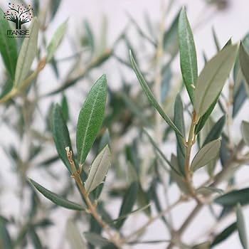 オリーブの木　ピクアル ピクアル Sサイズ 約100cm NO.10466 オリーブの木 - 株式会社鶴亀園