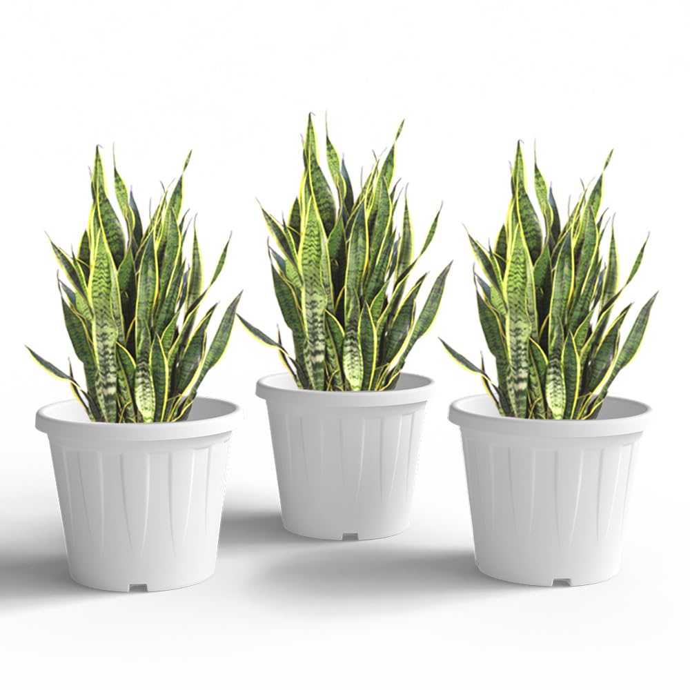 YUCCABE ITALIA 6 Pack White Nursery Planters -10