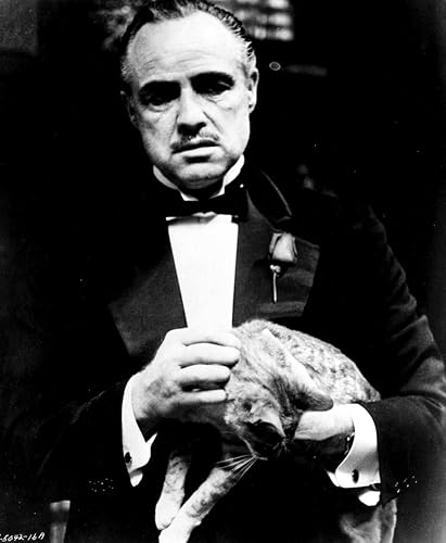 El padrino Marlon Brando sosteniendo gato foto impresión (8 x 10)