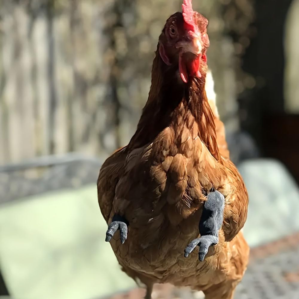 BeNsil 3 Paires de Jouets pour Poulets,Bras Pouvant être Portés sur Les Poulets,Décorations de Membres Antérieurs de Poulet,Accessoires Amusants pour Animaux de Compagnie