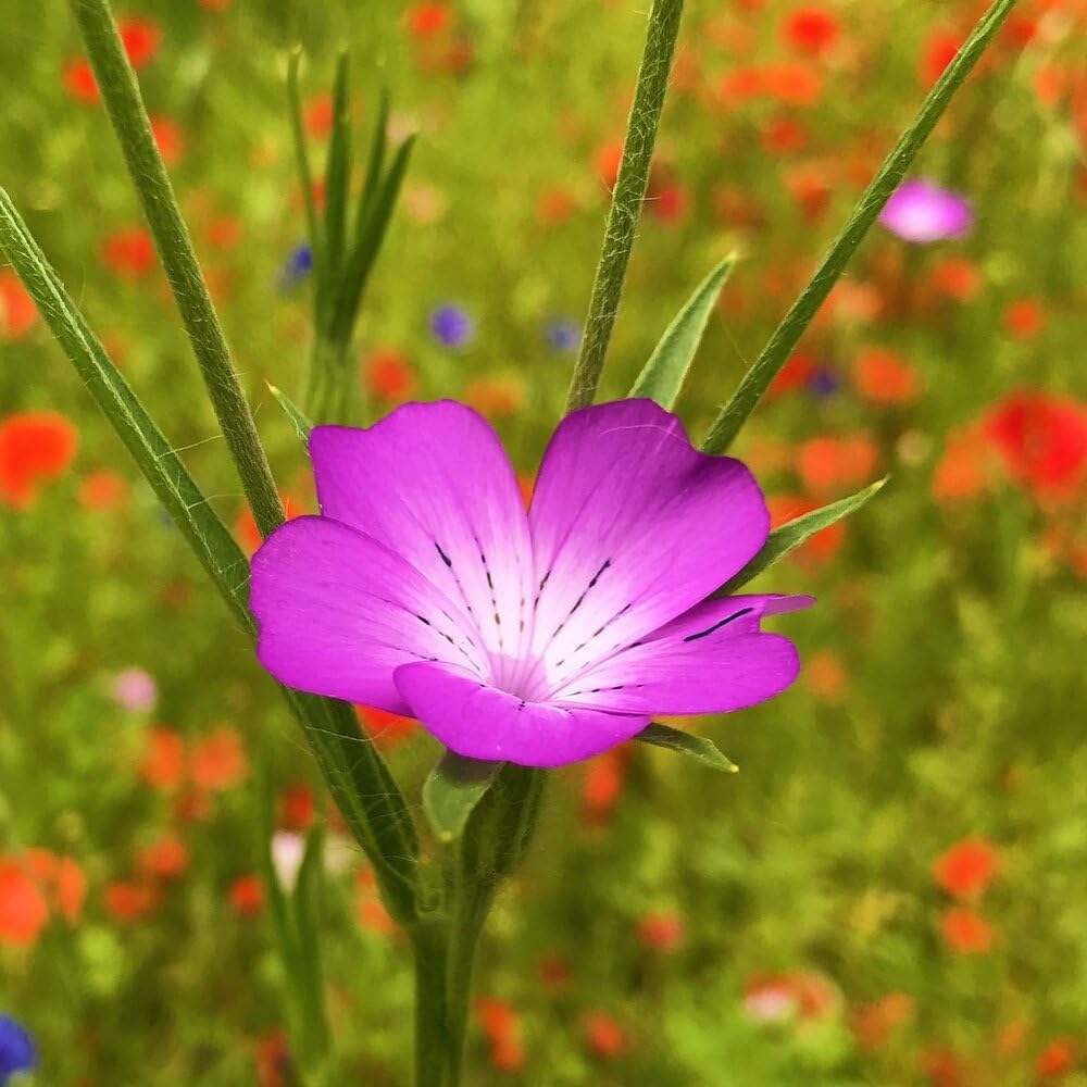 MRS Mélange de fleurs des champs (250 g pour 150 m²) - graines de fleurs annuelles et vivaces pour les abeilles et les papillons - très facile à semer