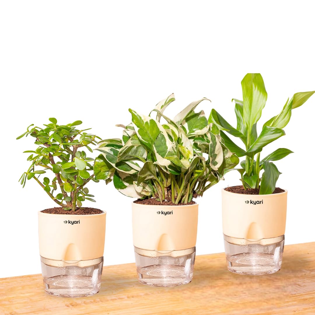 KYARI Jade-Money N'Joy-Peace Lily Combo of 3 Indoor Plants for Living Room | Live Plants | Plants with Cream Pot for Home Air purifier plants | Plants for Home Decor | Plants for garden-image-6