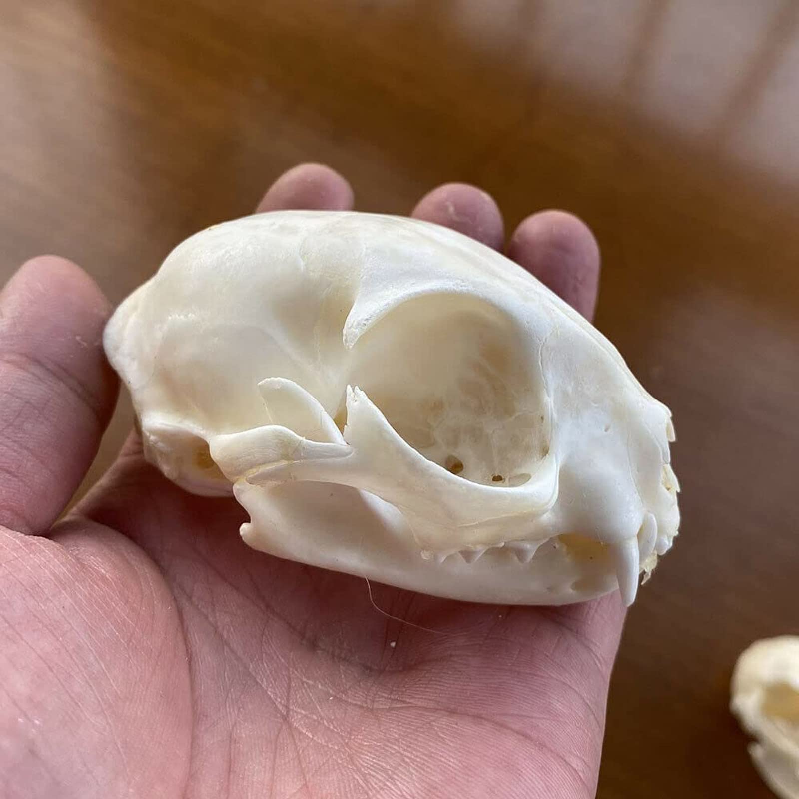 UIGJIOG Cat, Dog, Fox Skull Collection, Specimen, Unique Real Animal Skull Decorations