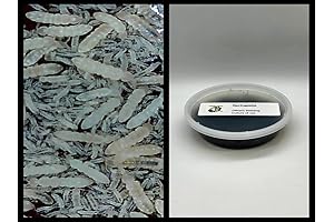 Microscopic Springtails, the Ultimate Soil Enhancers by Critters Direct